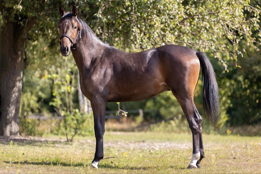 Bardzo spokojny Roczny Wałach