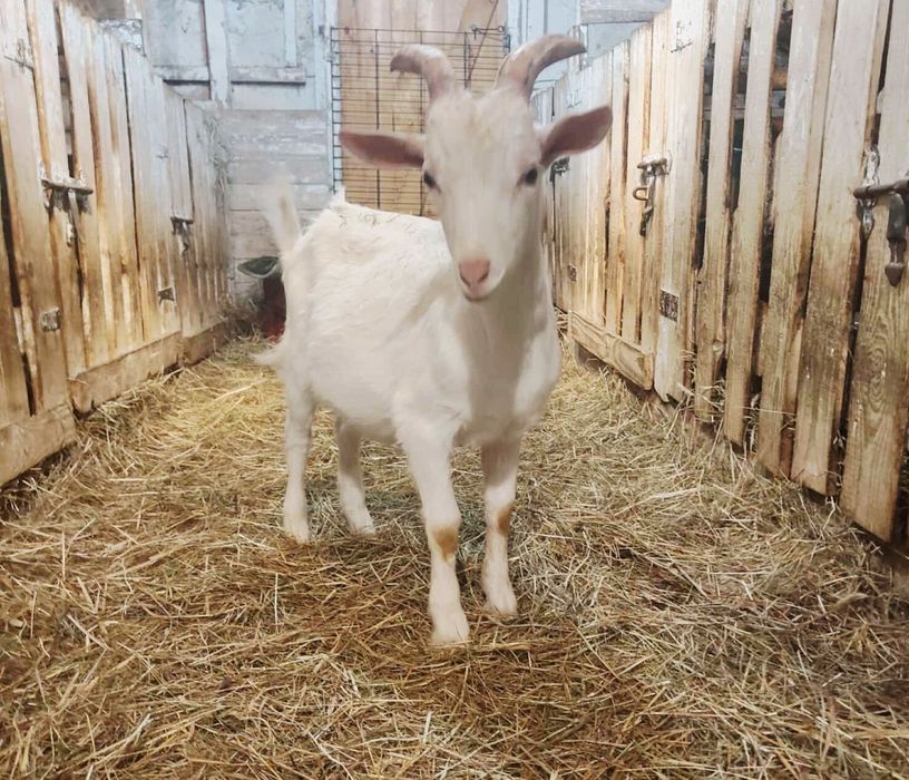 Koziołek/capek  Rożek