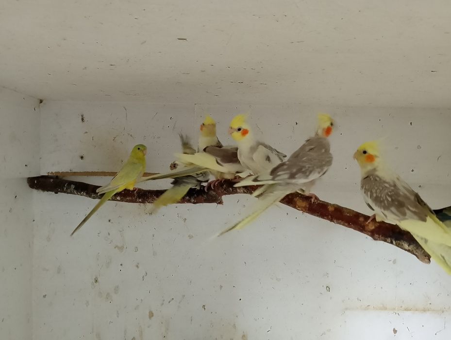 Sprzedam Papugi Nimfy