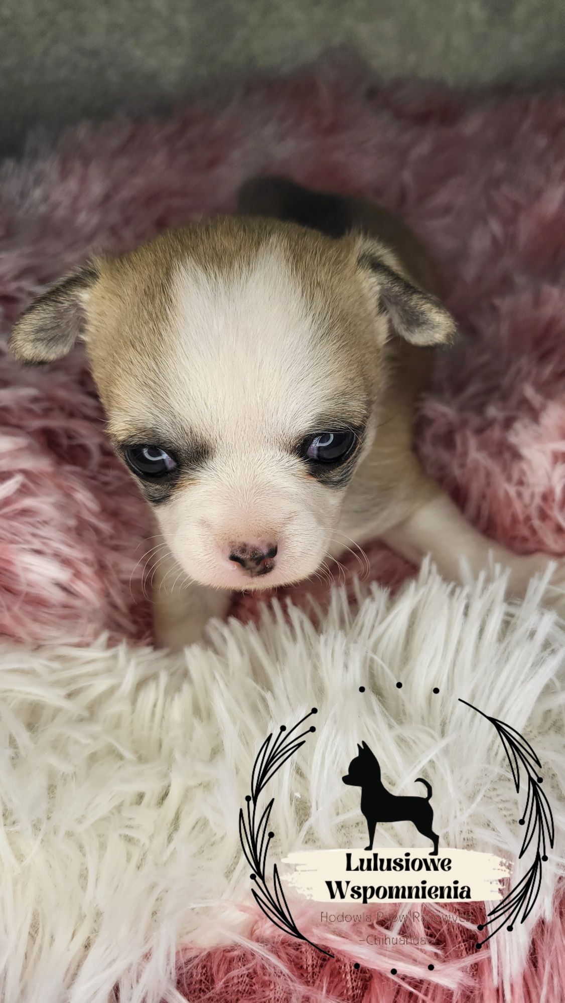 Chihuahua dziewczynka Givenchy