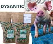 Dysantic 15 kg - mieszanka na biegunki dyzenterię i adenomatozę u świń
