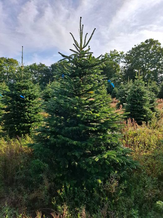 Jodła Kaukaska Cięta 300-400 cm lub w donicy 100-180 cm/ TuChoinki.pl