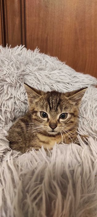 Kocięta do adopcji
