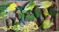 Птенцы неразлучника и волнистых попугаев