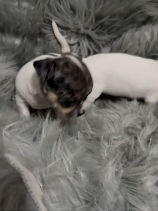 Lindo menino “CHIHUAHUA”