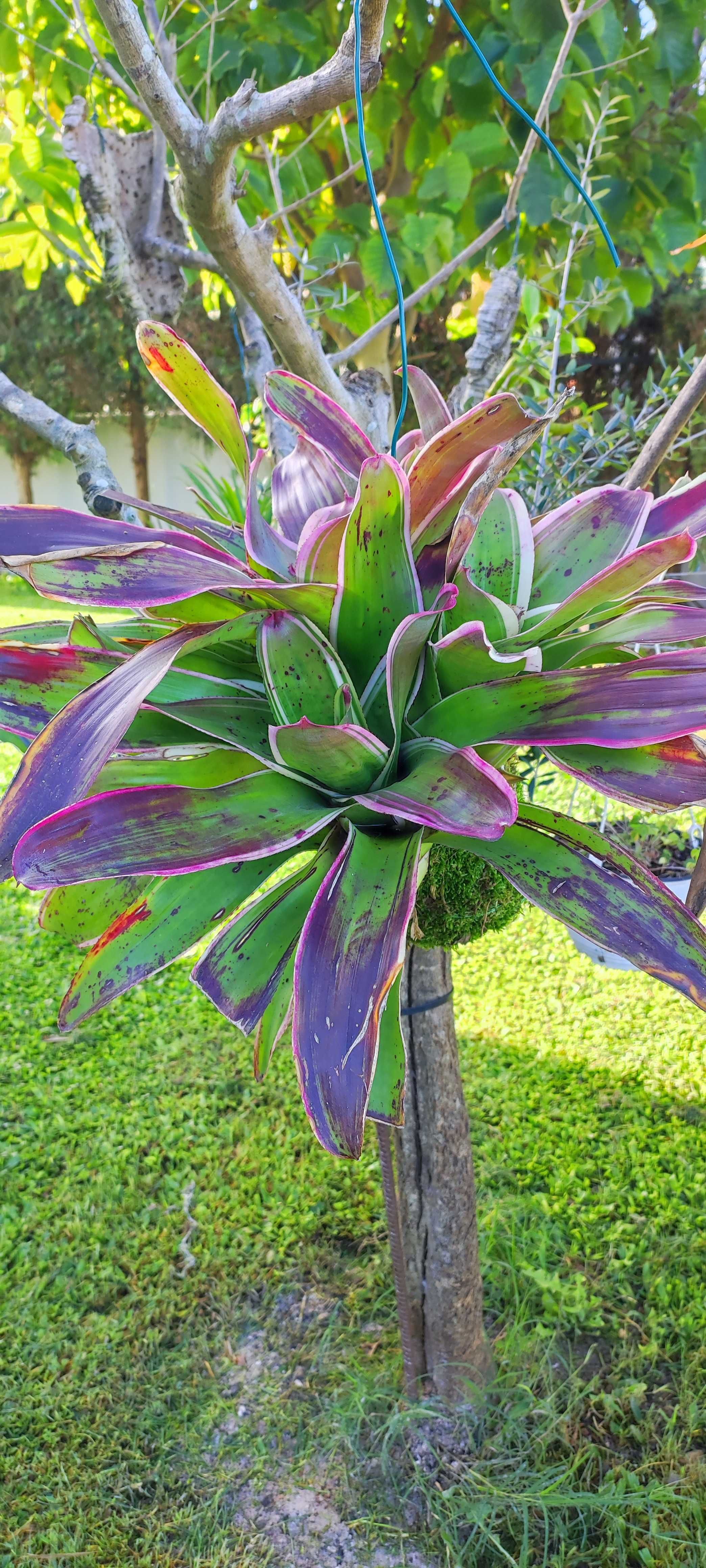 Kokedama com flor