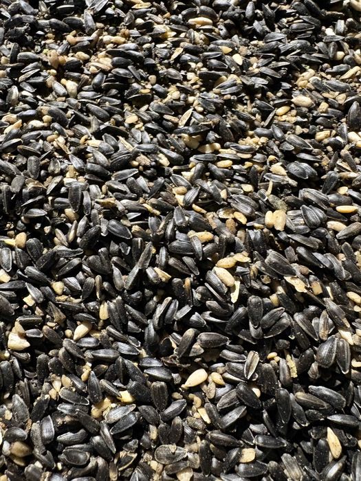 Słonecznik dla ptaków ekologiczny