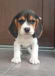 Szczeniak Beagle