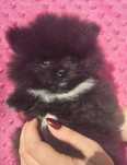 Szpic miniaturowy / pomeranian