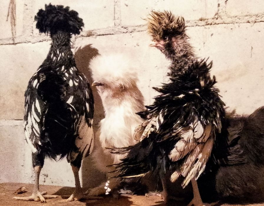 Kury kurczaki jajka jaja lęgowe sebrytka ayam silka brahma czubatka