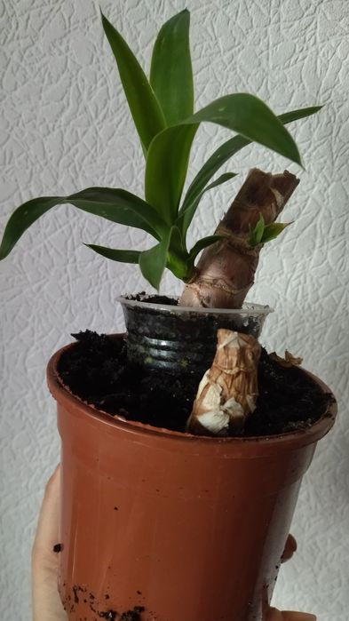 Комнатная юкка .