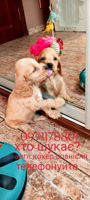 Спанієлі сміливі та грайливі, дівчатка кумедні та веселі подарують Вам