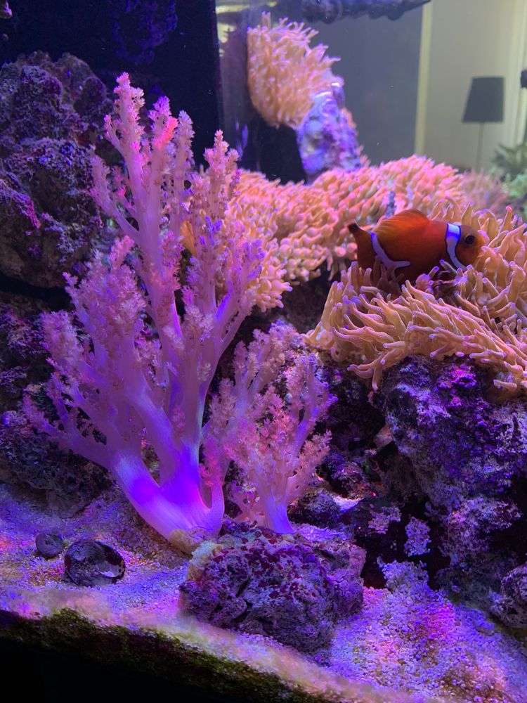 Anêmonas bubble, corais e peixes