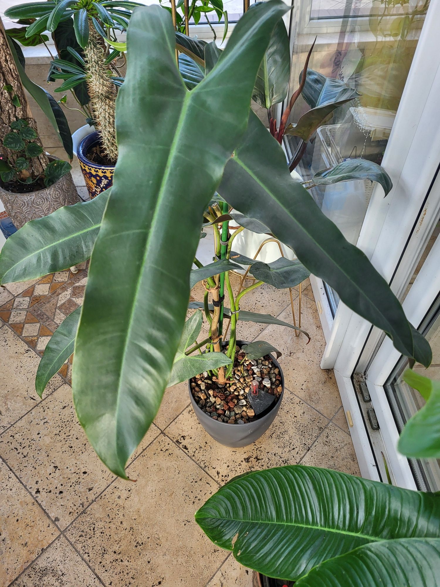 Kolekcjonerski philodendron atabapoense