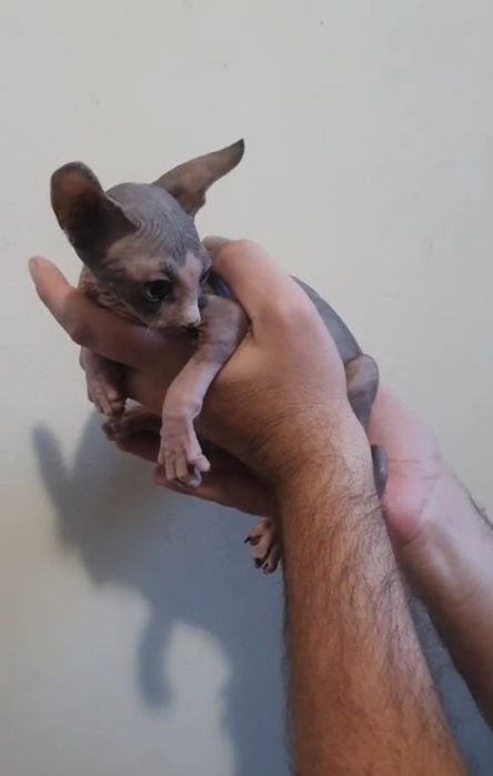 Sphynx macho lindo