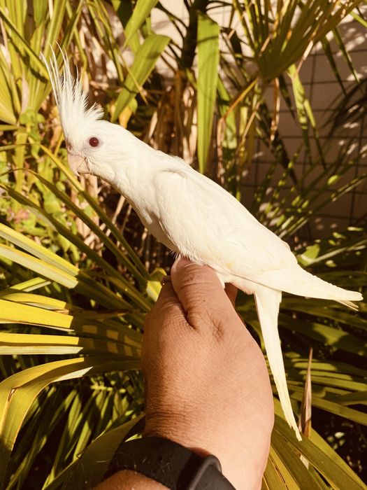 Caturra domesticada excecional Branca