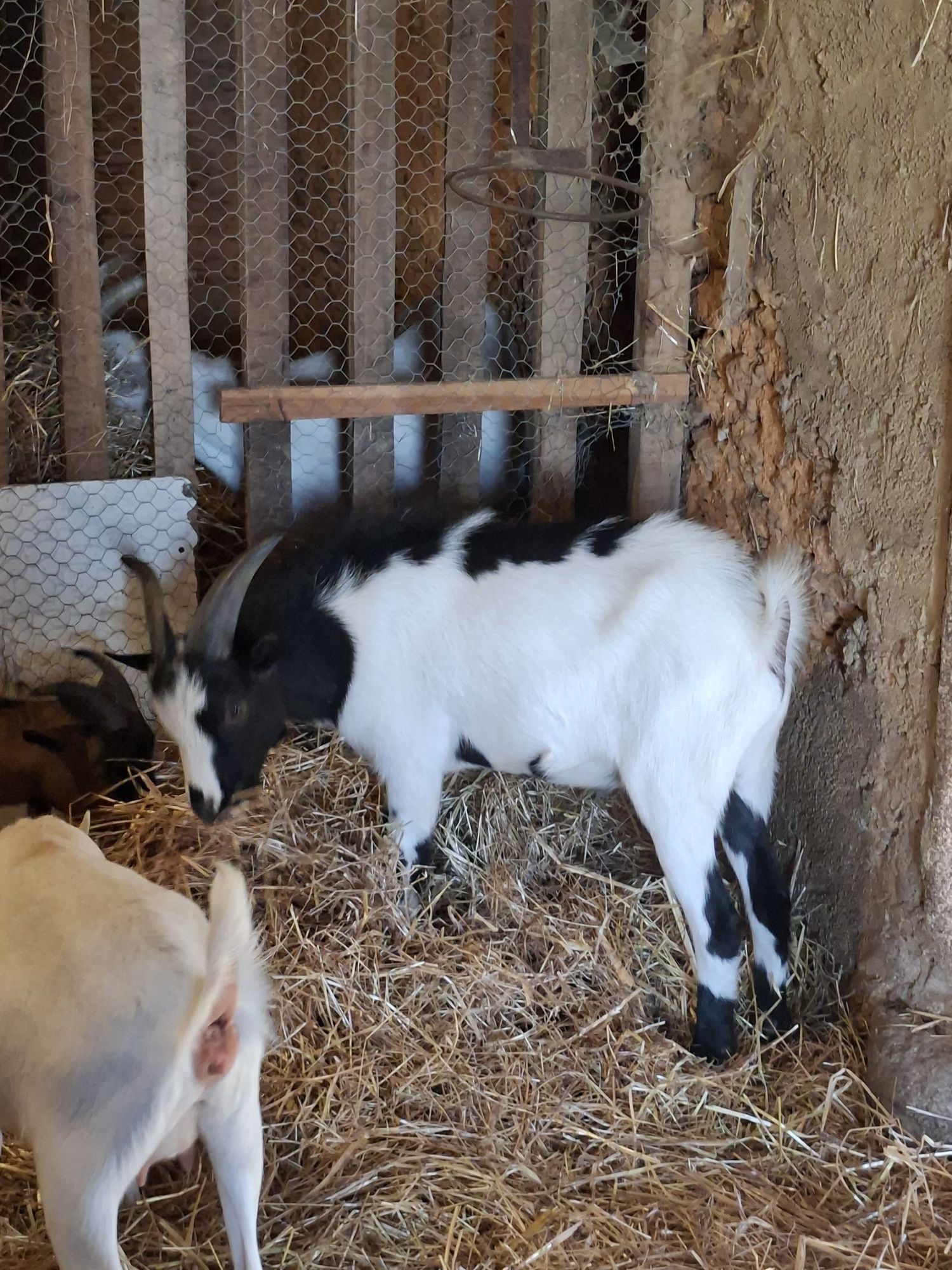 3 cabras de qualidade!