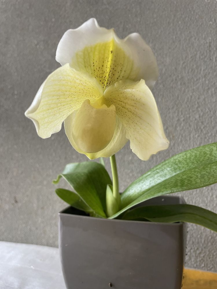 Orquidea sapatao branco