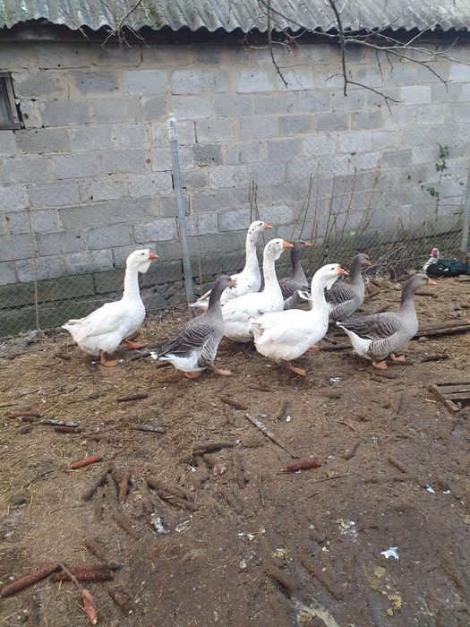 Семя гусей на племя
