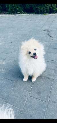 Suczka boo pomeranian