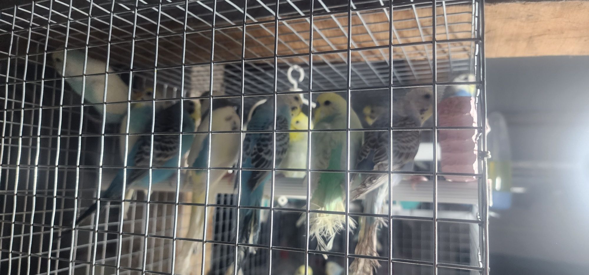 Aves ,piriquitos australianos