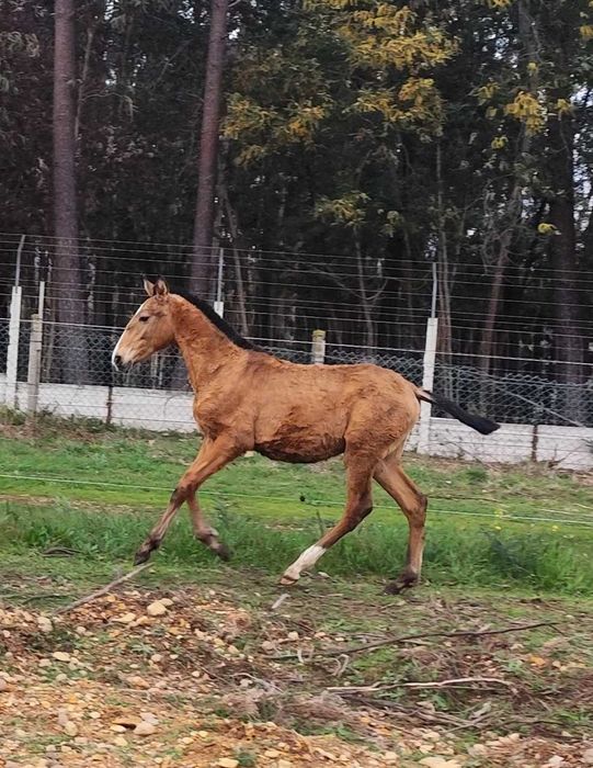 Poldro baio PSL letra U