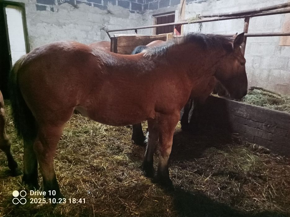 Ogier klacz Źrebaki pkz zimnokrwiste