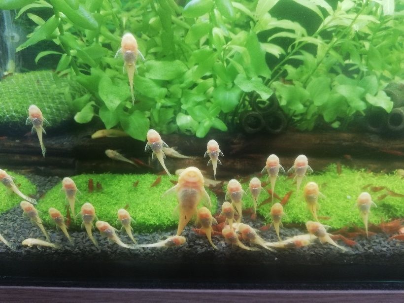 Glonojady  białe I czarne