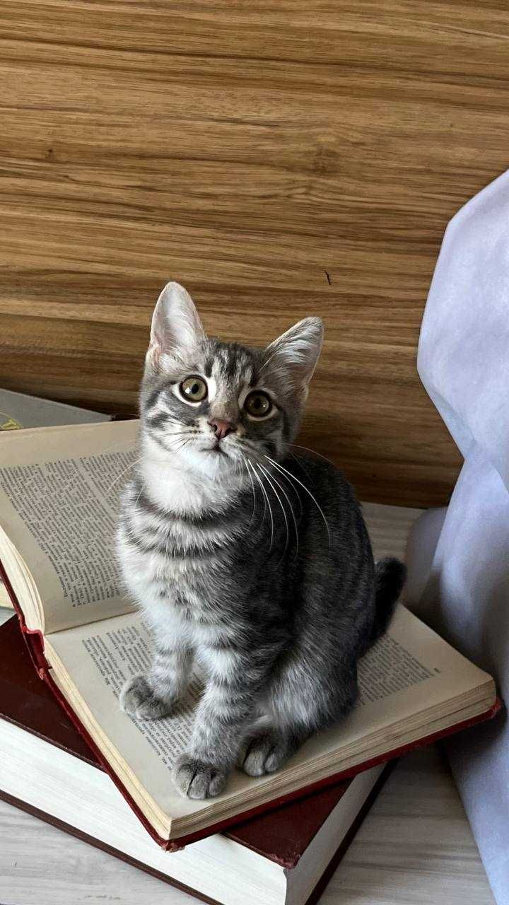 Котенок Тошка ищет дом