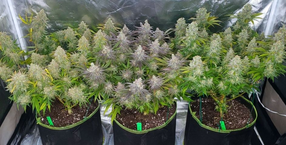 Grow Bag тканевые горшки-мешки 30-39л здоровое выращивание растений