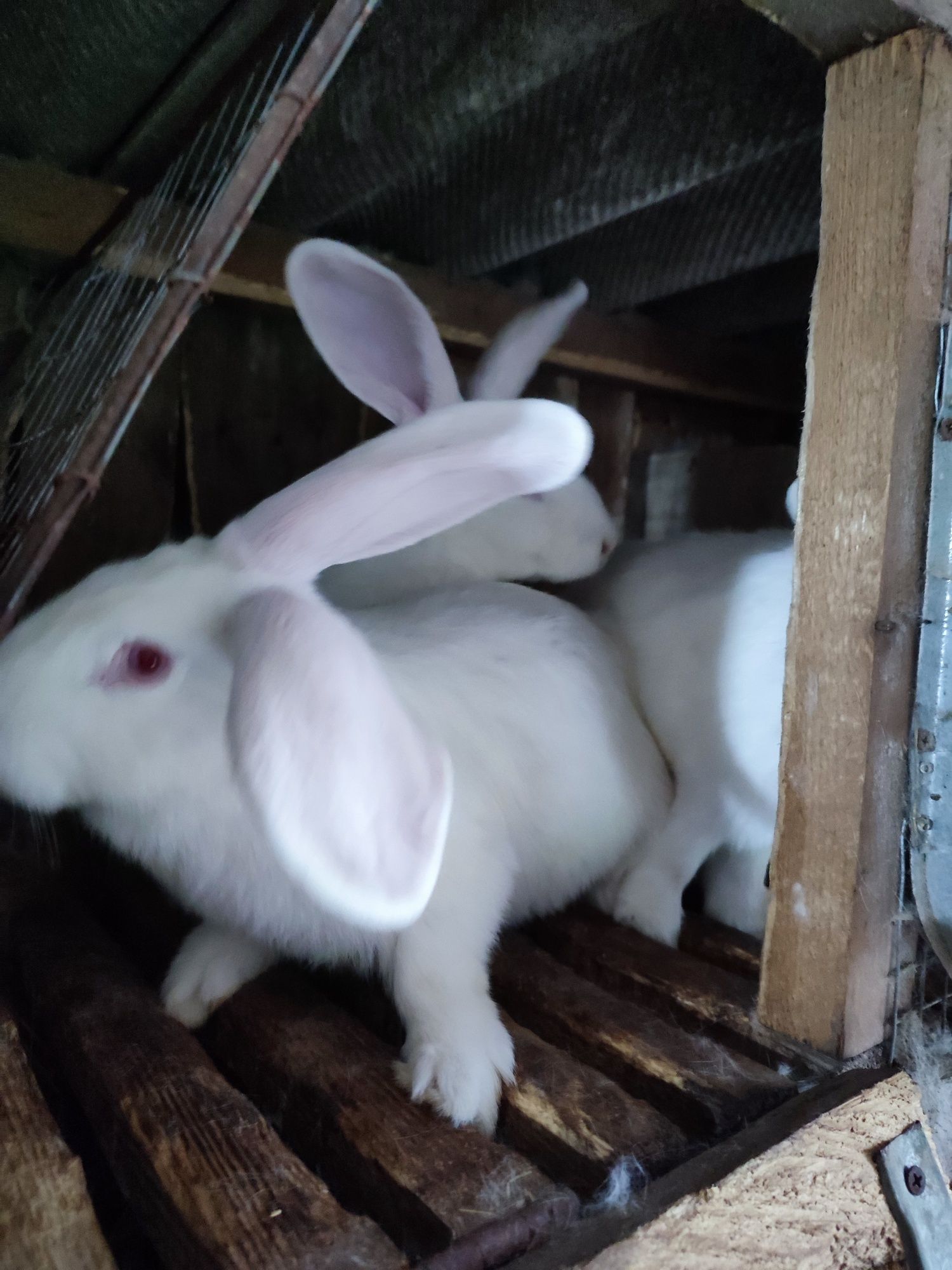 Продам кроликів (кролів)