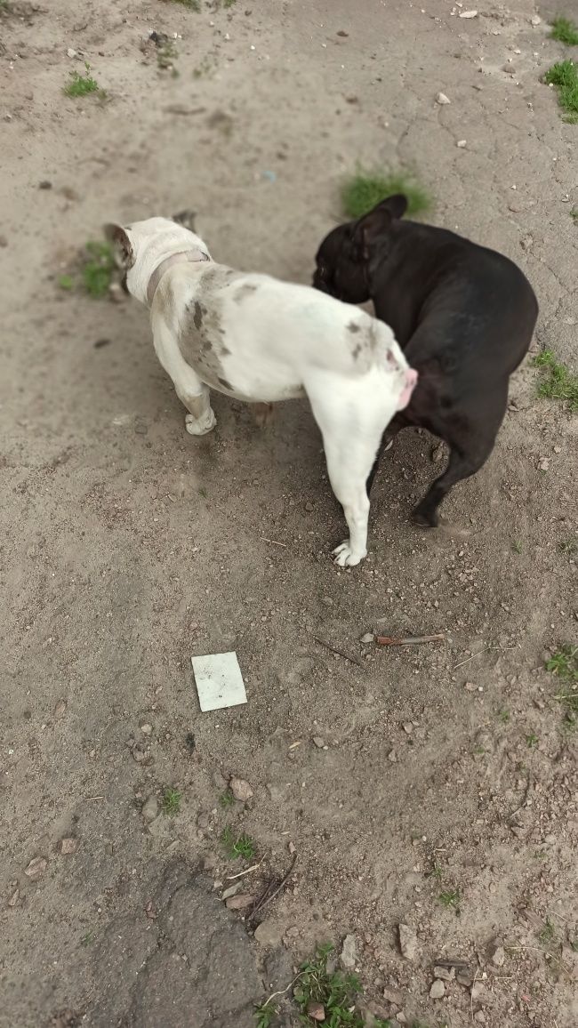 Молодий гарячий.