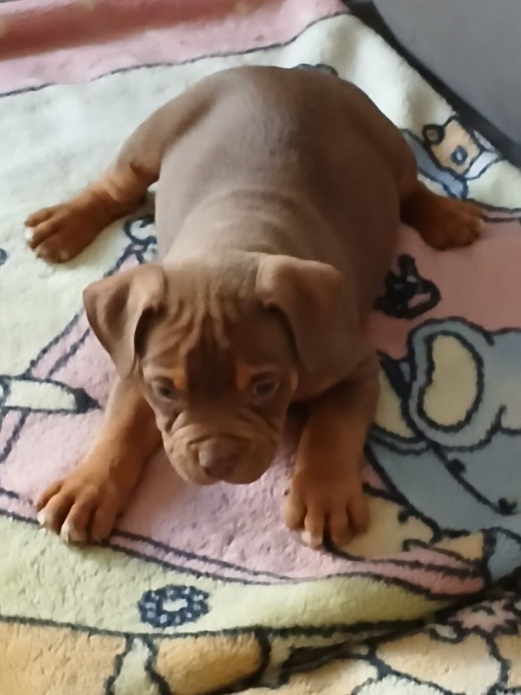 American Bully śliczny piesek