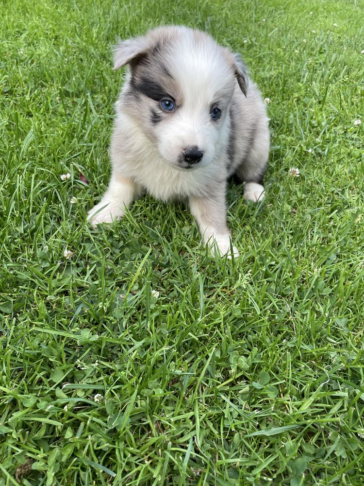 Sunia Border Collie blue merle