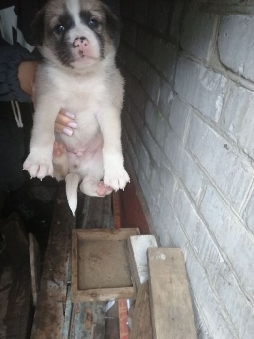 7 хлопців і дівчинка терміново шукають дім, привеземо