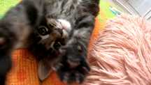 Kociak rasy Maine Coon z Munecabrava*Pl  FPL