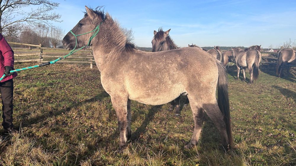 Ogierek konika polskiego