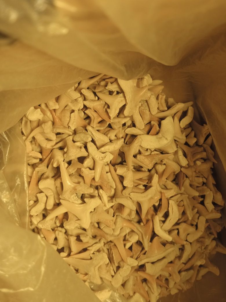 Fósseis-lote 500 dentes de tubarão