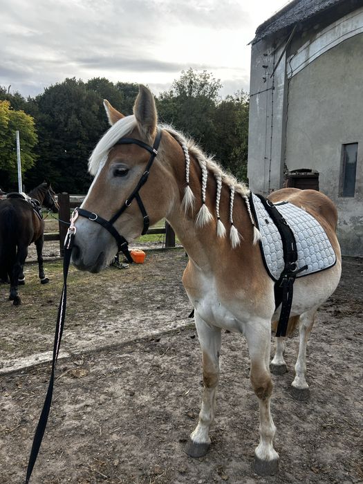 Młoda, spokojna klacz o super charakterze