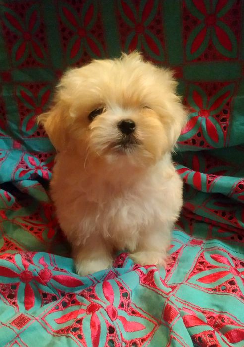 Суперпушистый мини мальтипу..
