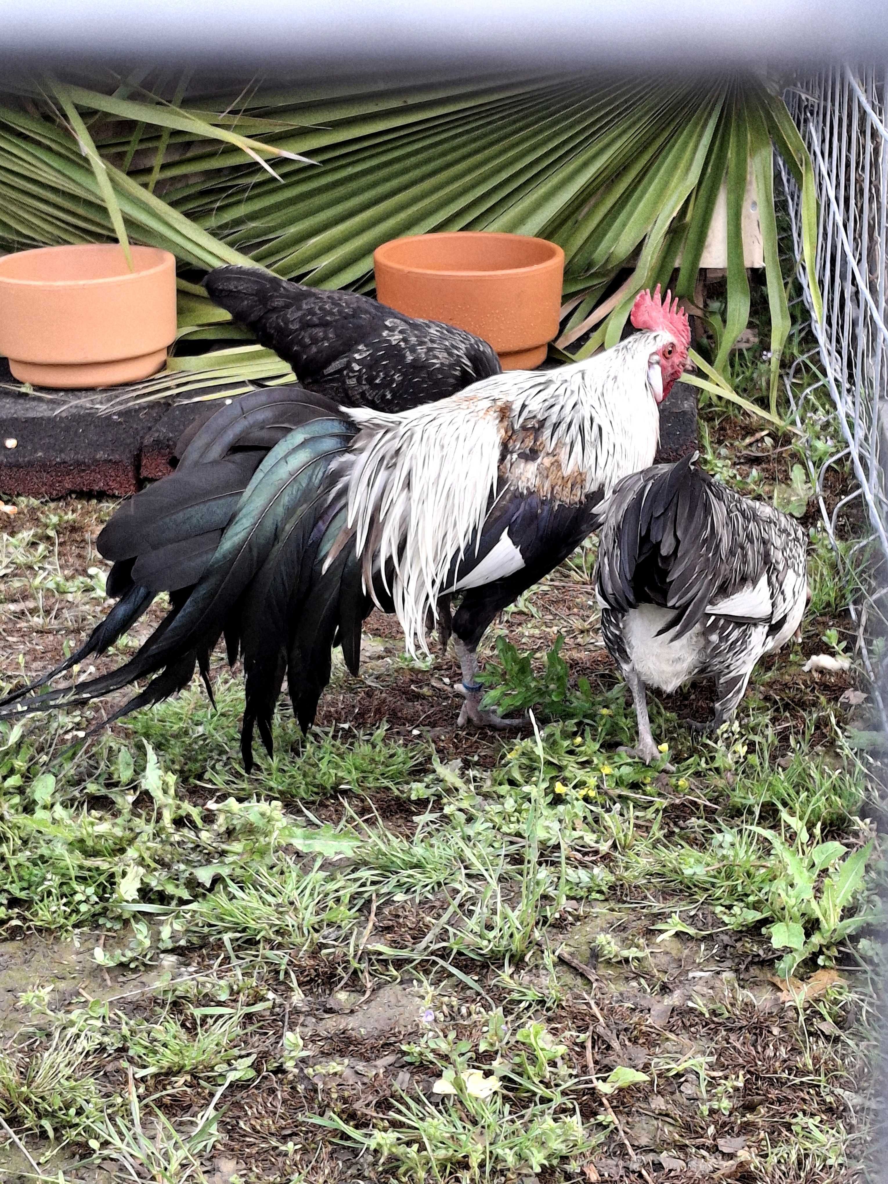 Vasal fenix onagadori