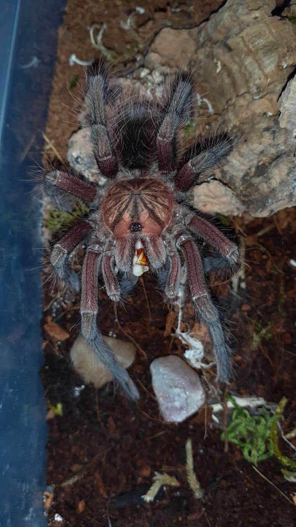 Pamphobeteus sp machala Samiec 3dc