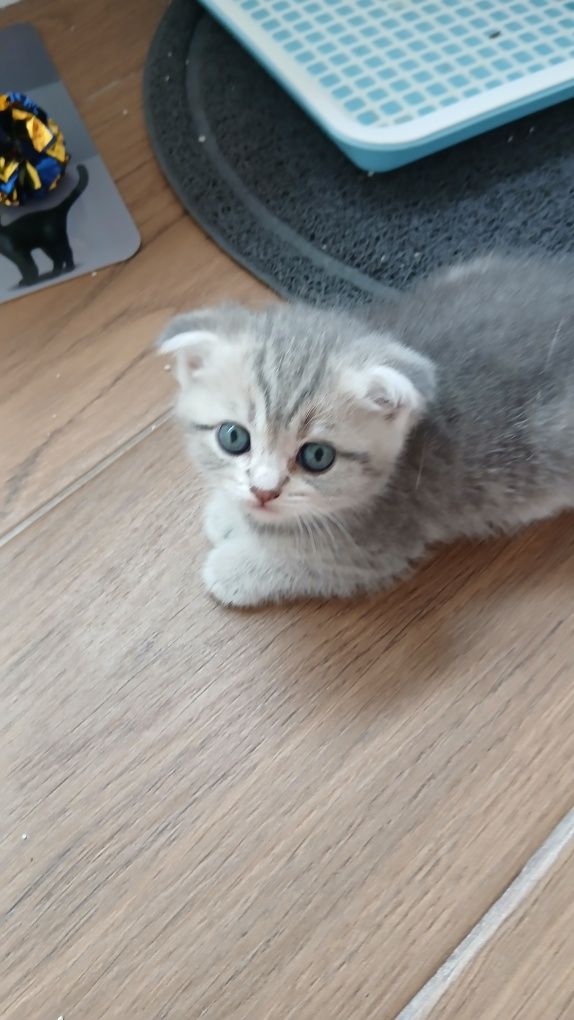 Macho scottish  fold