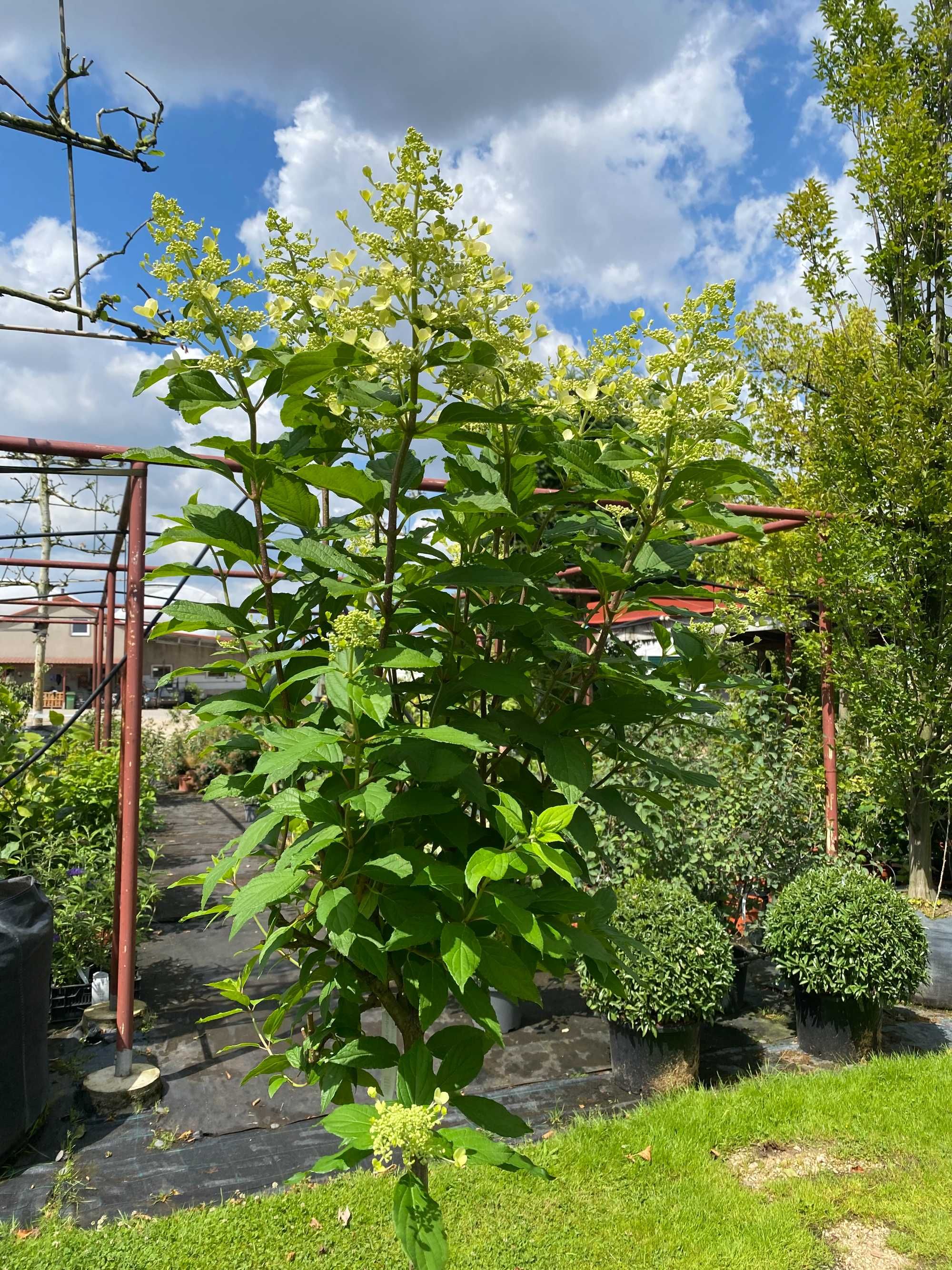 Hortensja bukietowa Limelight Pa 100