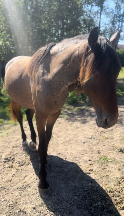 SAPHIRA - fryz-tarant ! - 2.5 roku