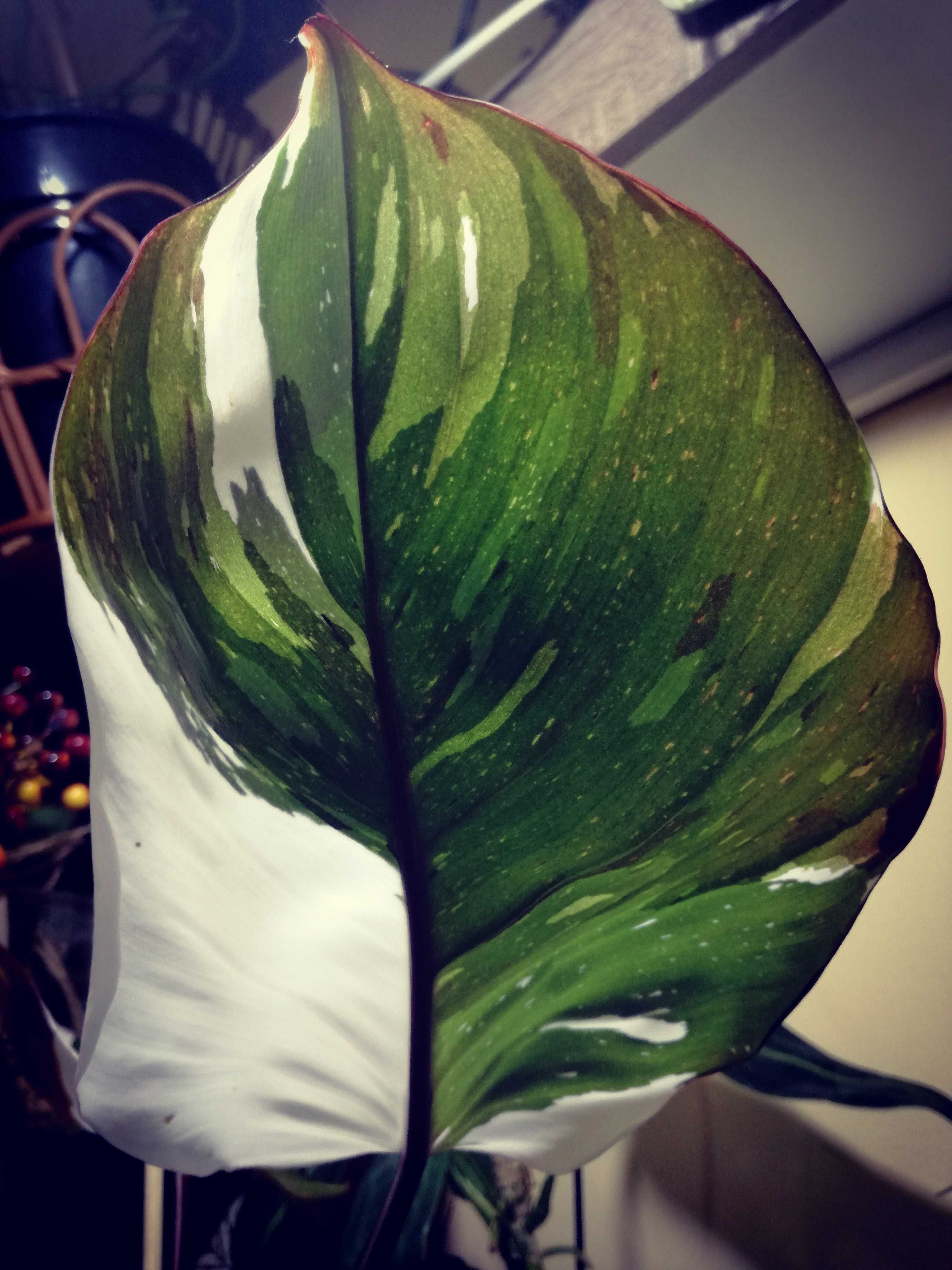 Philodendron Red Anderson Variegata Filodendron roślina NOWY