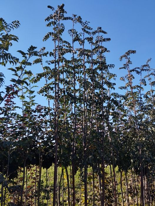 Drzewa Alejowe ,zapraszam