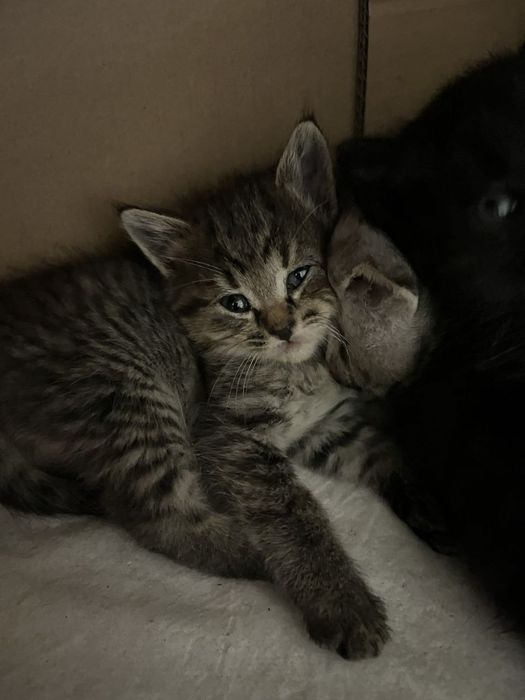 Котики безкоштовно