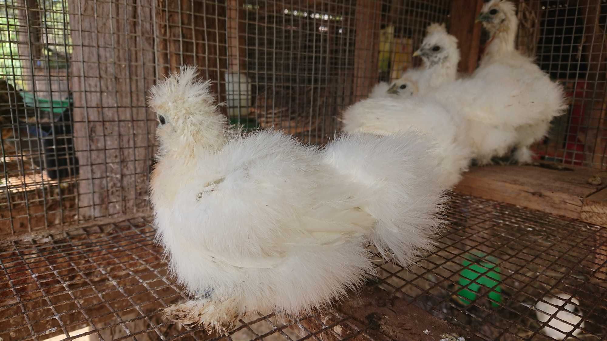 Galinhas Sedosas do Japão