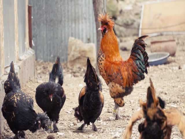 Кури Павловська, яйце інкубаційне,Оплод перевірений і дуже високий